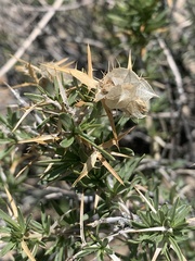 Hecastocleis shockleyi