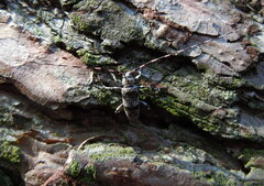 Acanthocinus griseus