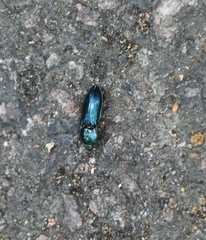 Selatosomus aeneus