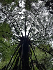Alsophila spinulosa