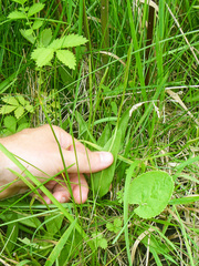 Ophioglossum pusillum