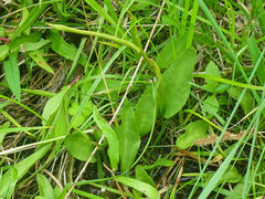 Ophioglossum pusillum