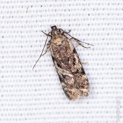 Chionodes formosella