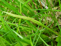 Ophioglossum pusillum