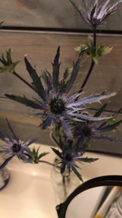 Eryngium hookeri