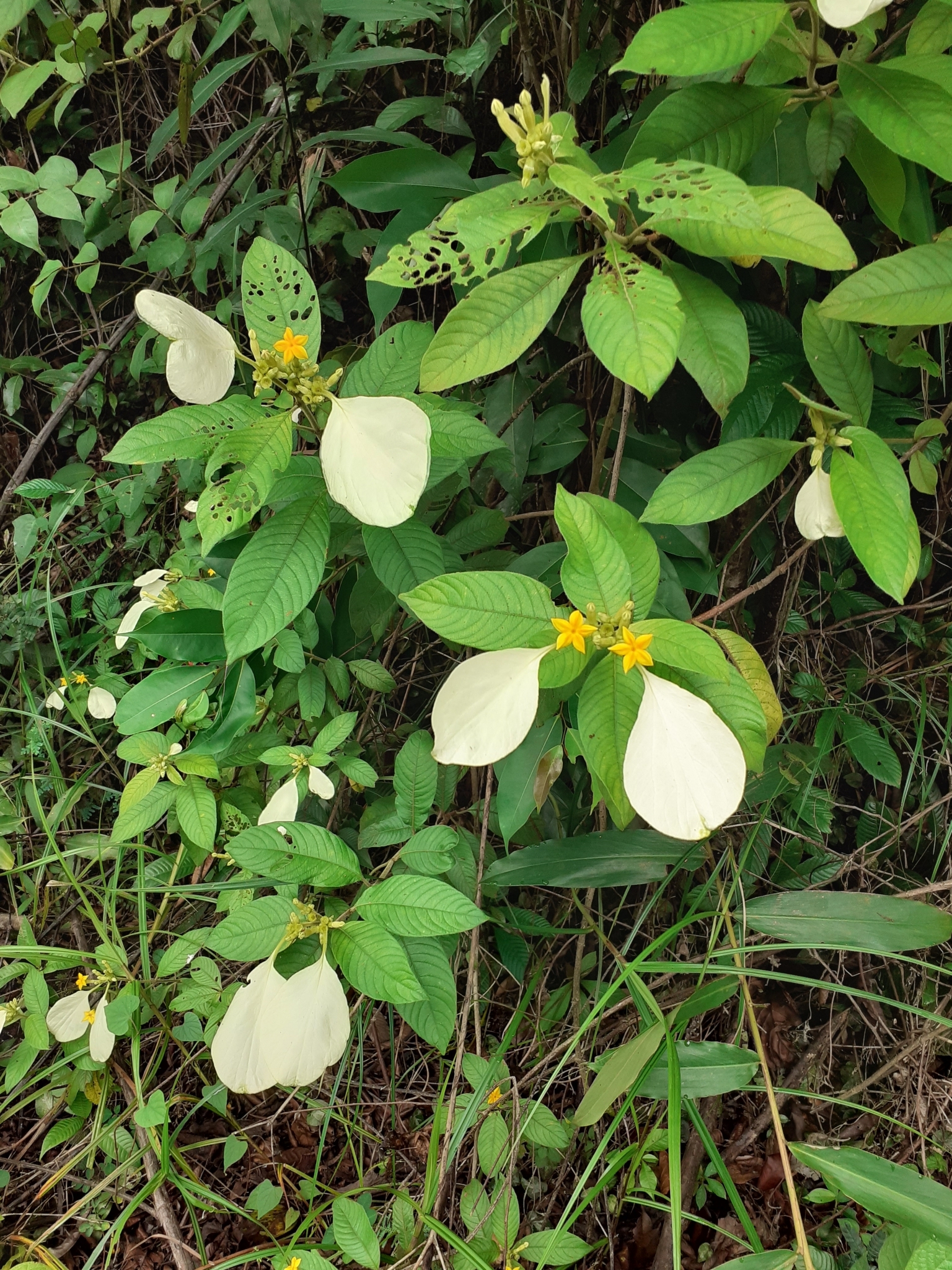 Mussaenda isertiana DC.