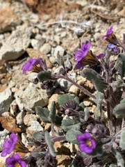 Phacelia gymnoclada