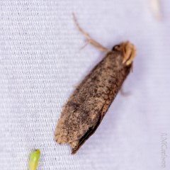 Acrolophus propinqua