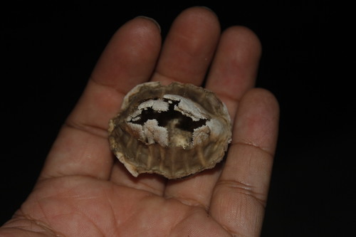 Terrapene mexicana
