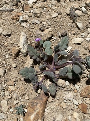 Phacelia gymnoclada