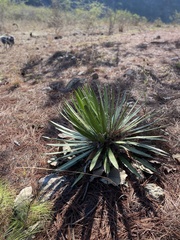Agave filifera