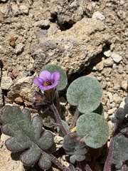 Phacelia gymnoclada