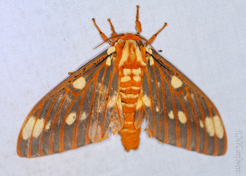 Regal Moth
