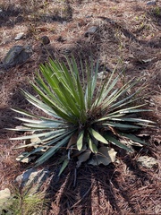 Agave filifera