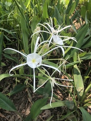 Hymenocallis choctawensis