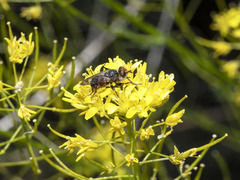 Myopa mixta