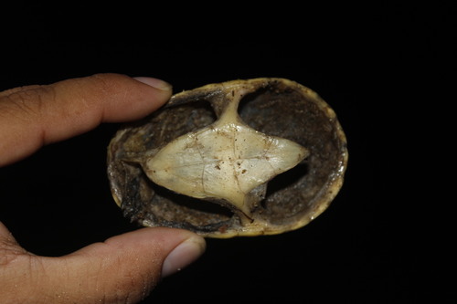 Claudius angustatus