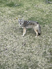 Canis latrans