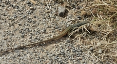 Psammodromus algirus