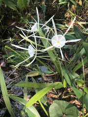 Hymenocallis choctawensis