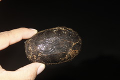 Claudius angustatus