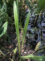 Hymenocallis choctawensis