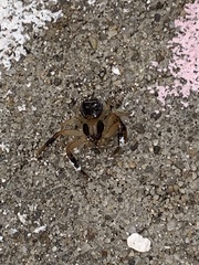Xysticus texanus