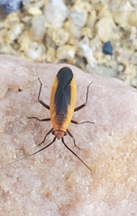 Lopidea robiniae