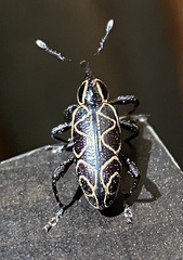 Heilipus areolatus