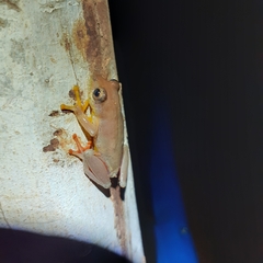 Hyperolius picturatus