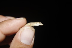 Anolis sericeus