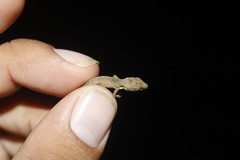 Anolis sericeus