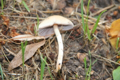 Coprinellus micaceus
