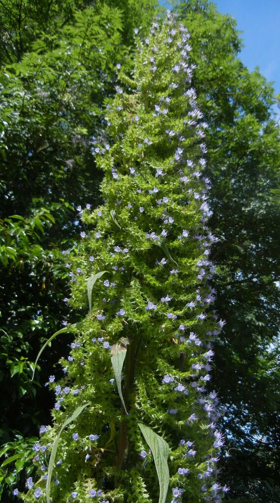 Echium pininana, North Somerset, UK