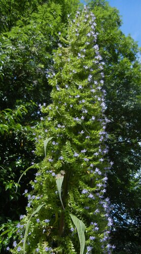 Echium pininana