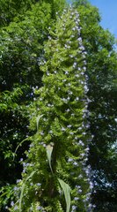 Tower of Jewels (Echium pininana)