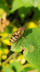 Syrphus torvus