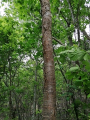 Prunus maackii