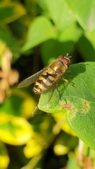Syrphus torvus