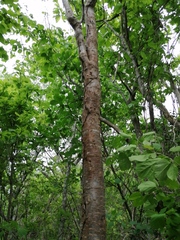 Prunus maackii