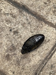 Hydrophilus insularis