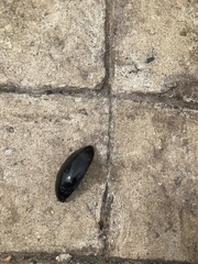 Hydrophilus insularis