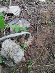 Ibervillea hypoleuca