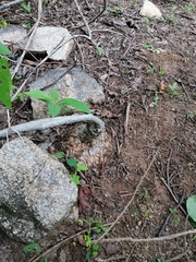 Ibervillea hypoleuca