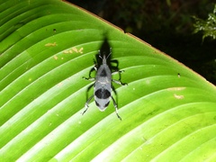 Rhodobaenus nawradii