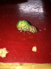 Okanagana viridis