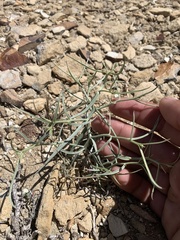 Chaetadelpha wheeleri