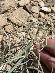 Chaetadelpha wheeleri