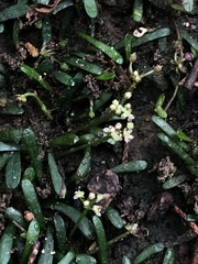 Lilaeopsis chinensis