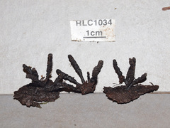 Xylaria fissilis